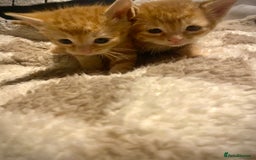 Bengal cats for sale: Beautiful ginger kittens - Image 2