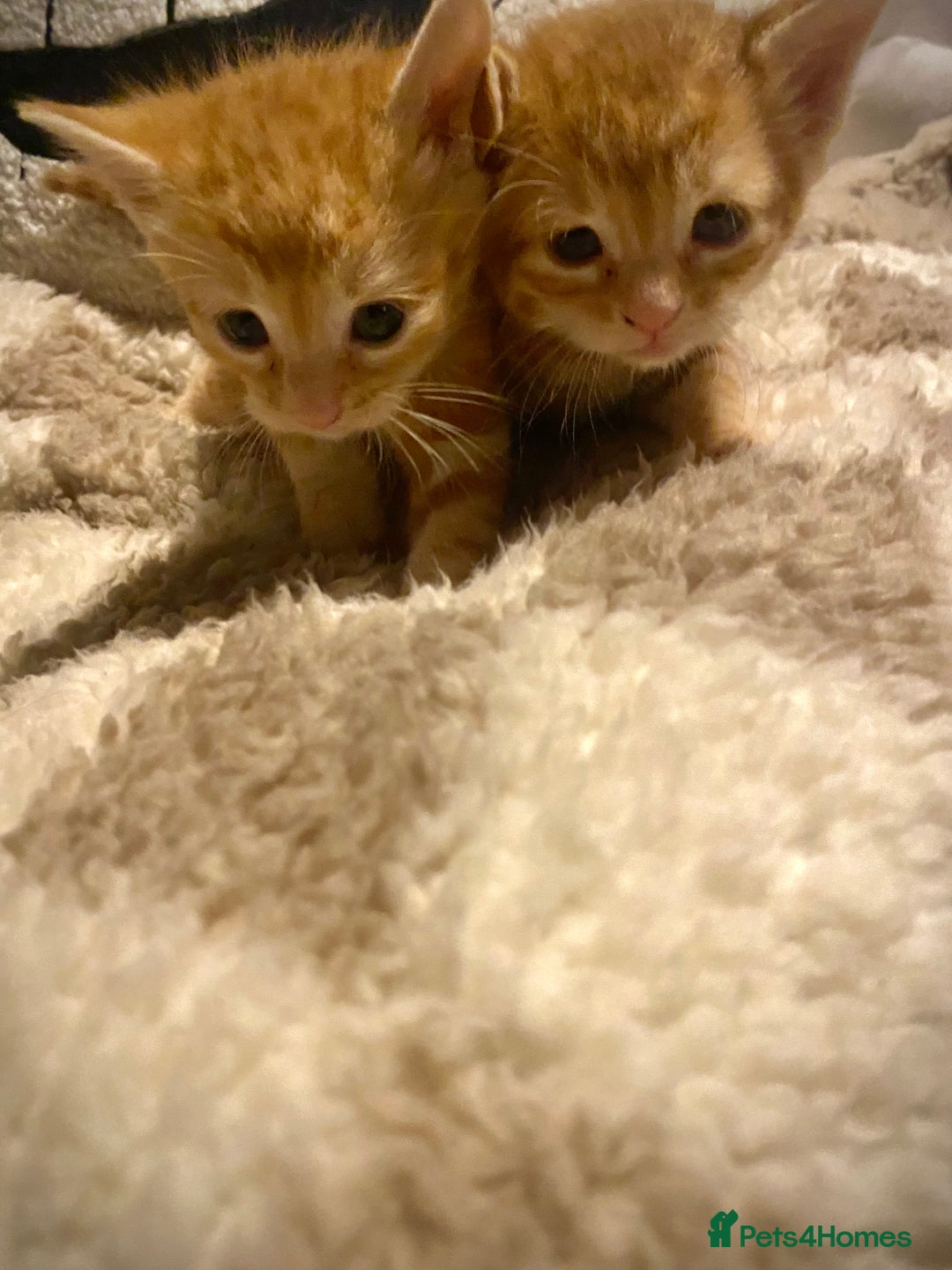 Bengal cats for sale: Beautiful ginger kittens - Image 2