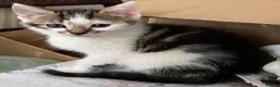 Mixed Breed cats for sale: 6 Lovely kittens for sale  - Advert 24