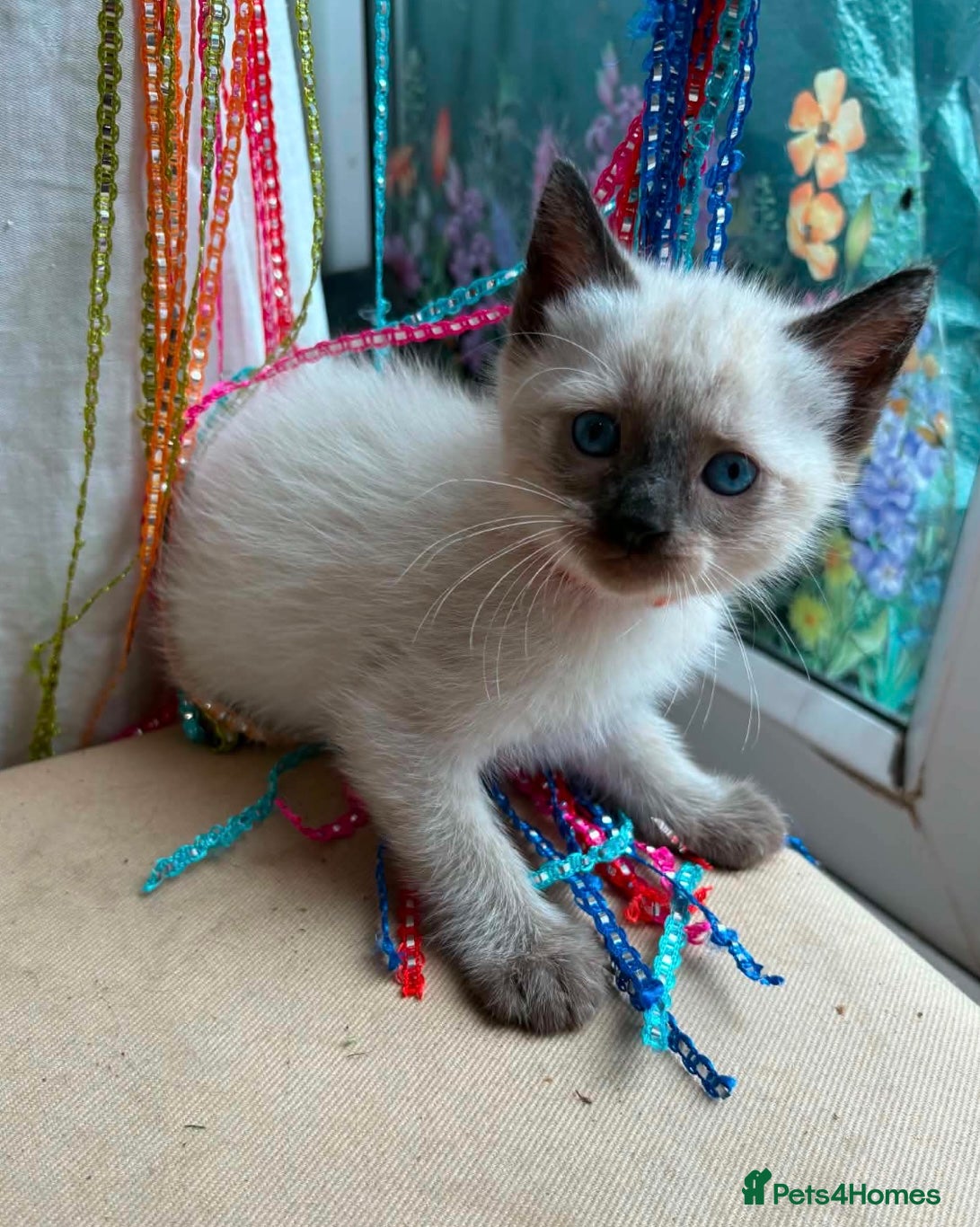 Ragdoll cats for sale: Beautiful Ragdoll Kittens – 2 Boys Available in Battle - Advert 3