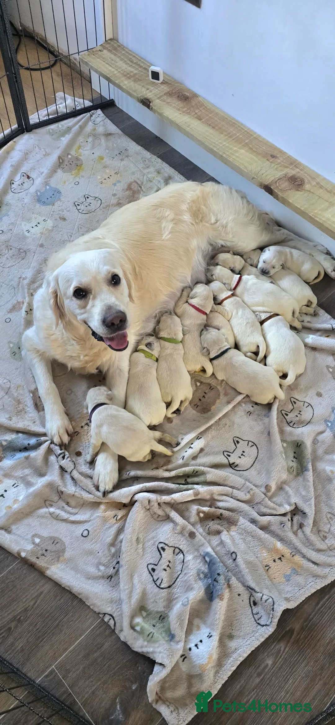 Golden Retriever dogs for sale: KC Registered Showline Golden Retriever Puppies - Advert 1