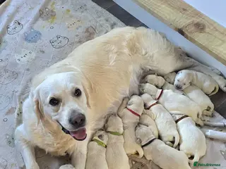 Golden Retriever dogs KC Registered Showline Golden Retriever Puppies - Advert 1