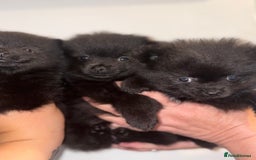 German Spitz dogs for sale: German Spitz females  - Image 4