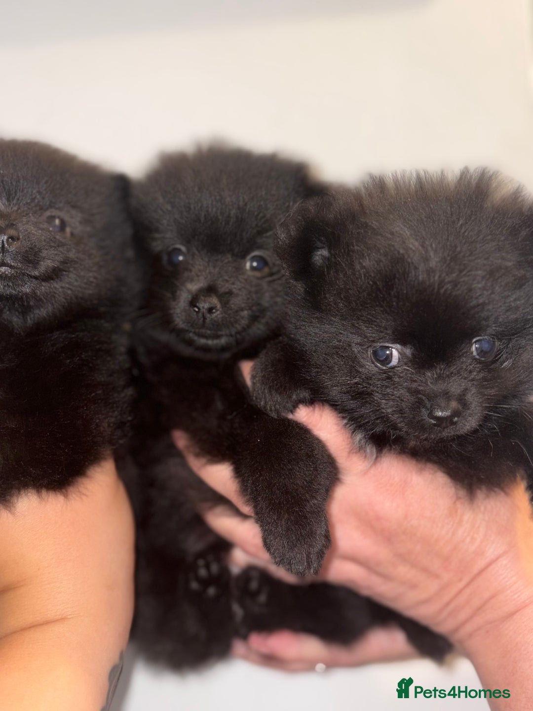German Spitz dogs for sale: German Spitz females  - Image 4