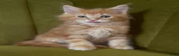 Maine Coon cats for sale: Pedigree Maine coon kittens can be TICA reg in Dorking - Advert 13
