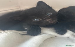 Domestic Shorthair cats for sale: Gorgeous baby kittens  - Image 6