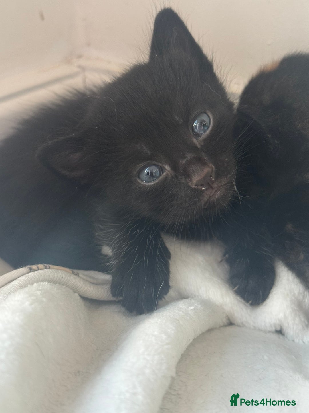 Domestic Shorthair cats for sale: Gorgeous baby kittens  - Image 6