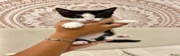 Mixed Breed cats for sale: 1 beautiful male kitten available now!  - Advert 6