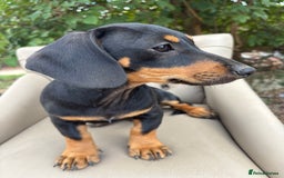Mixed Breed dogs for sale: Daschund X Jack Russell Puppies  - Image 12