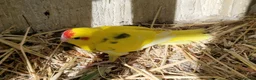 Parrots birds for sale: 5x kakarikis chicks ready now - Advert 16