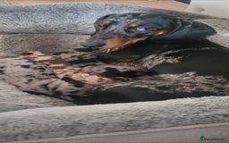 Miniature Dachshund dogs for sale: *1 boy available* - Miniature Dachshunds - Image 14