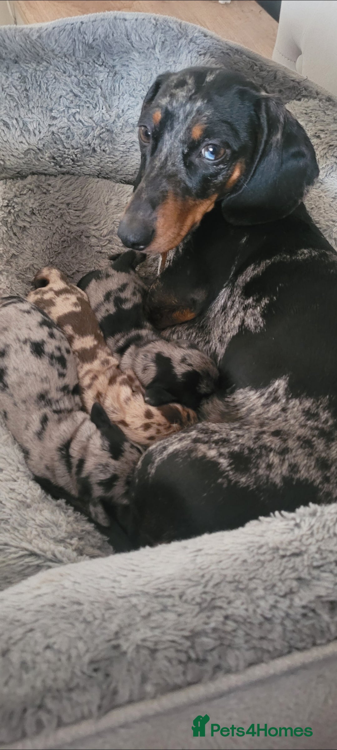 Miniature Dachshund dogs for sale: *1 boy available* - Miniature Dachshunds - Image 14