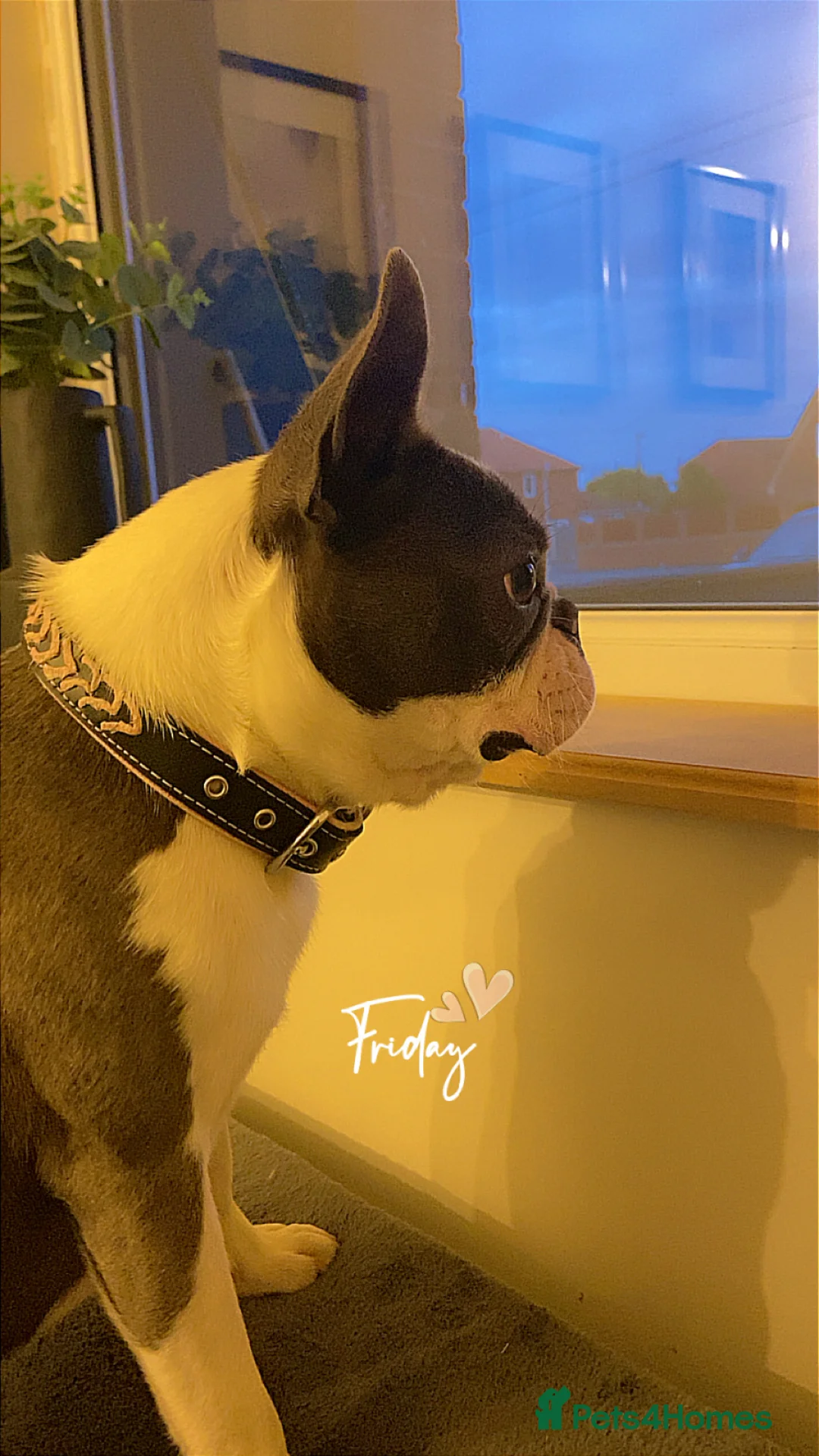 Boston Terrier dogs for sale: Boston terrier bitch - Advert 1