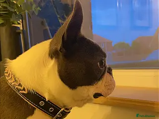 Boston Terrier dogs Boston terrier bitch - Advert 12