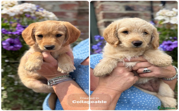 Labradoodle dogs - Advert 2