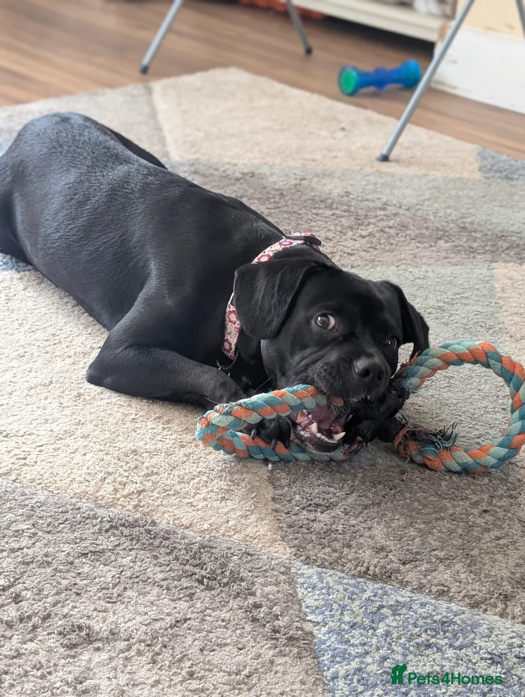 Mixed Breed dogs for sale: Frenchie/cockapoo - Advert 5