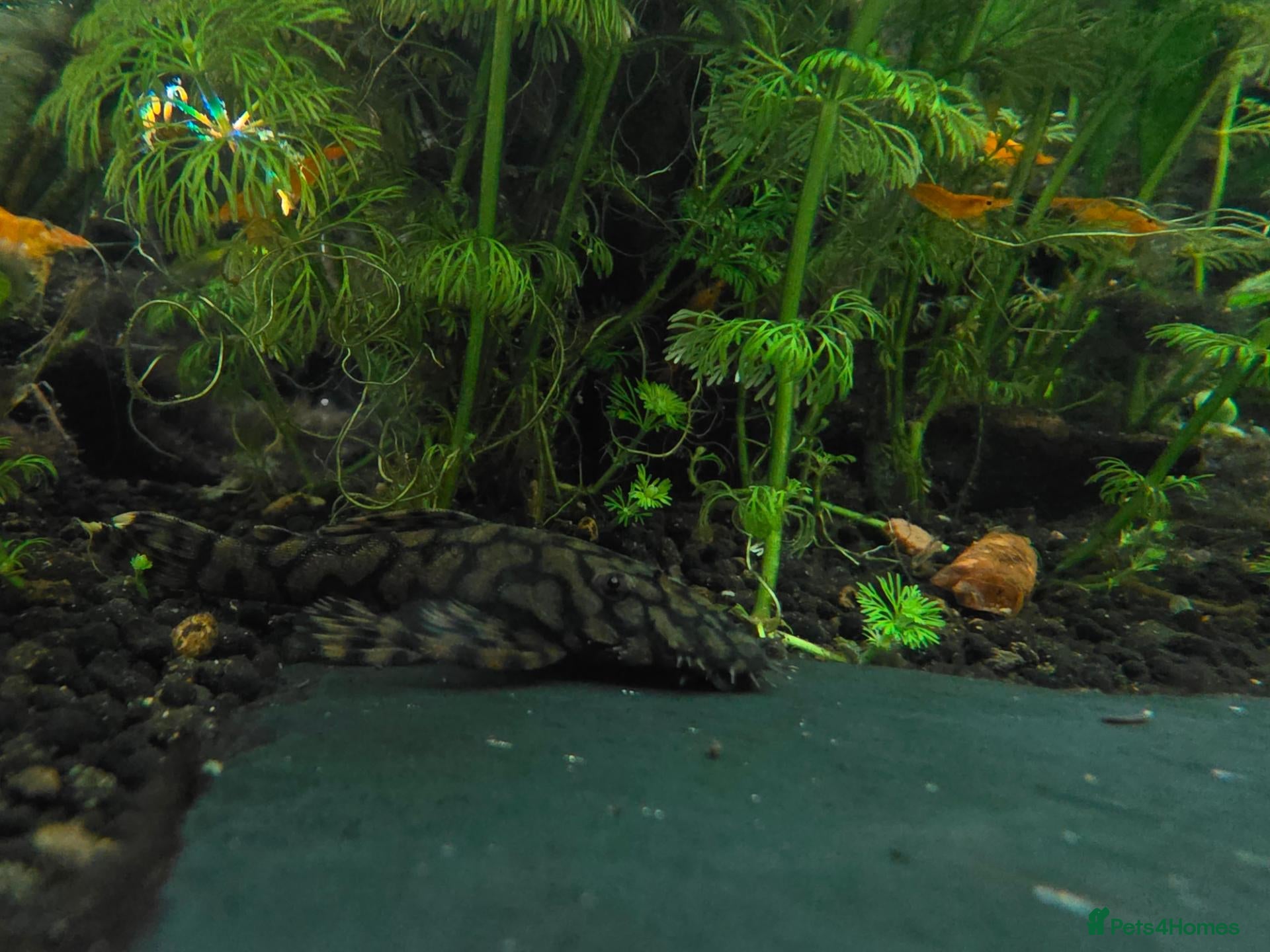 Plecos fish 🔥*RARE* L519 × Wabenmuster Pleco Hybrids🔥 - Advert 2