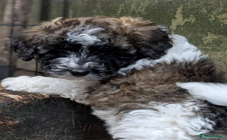 Poochon dogs - Advert 1