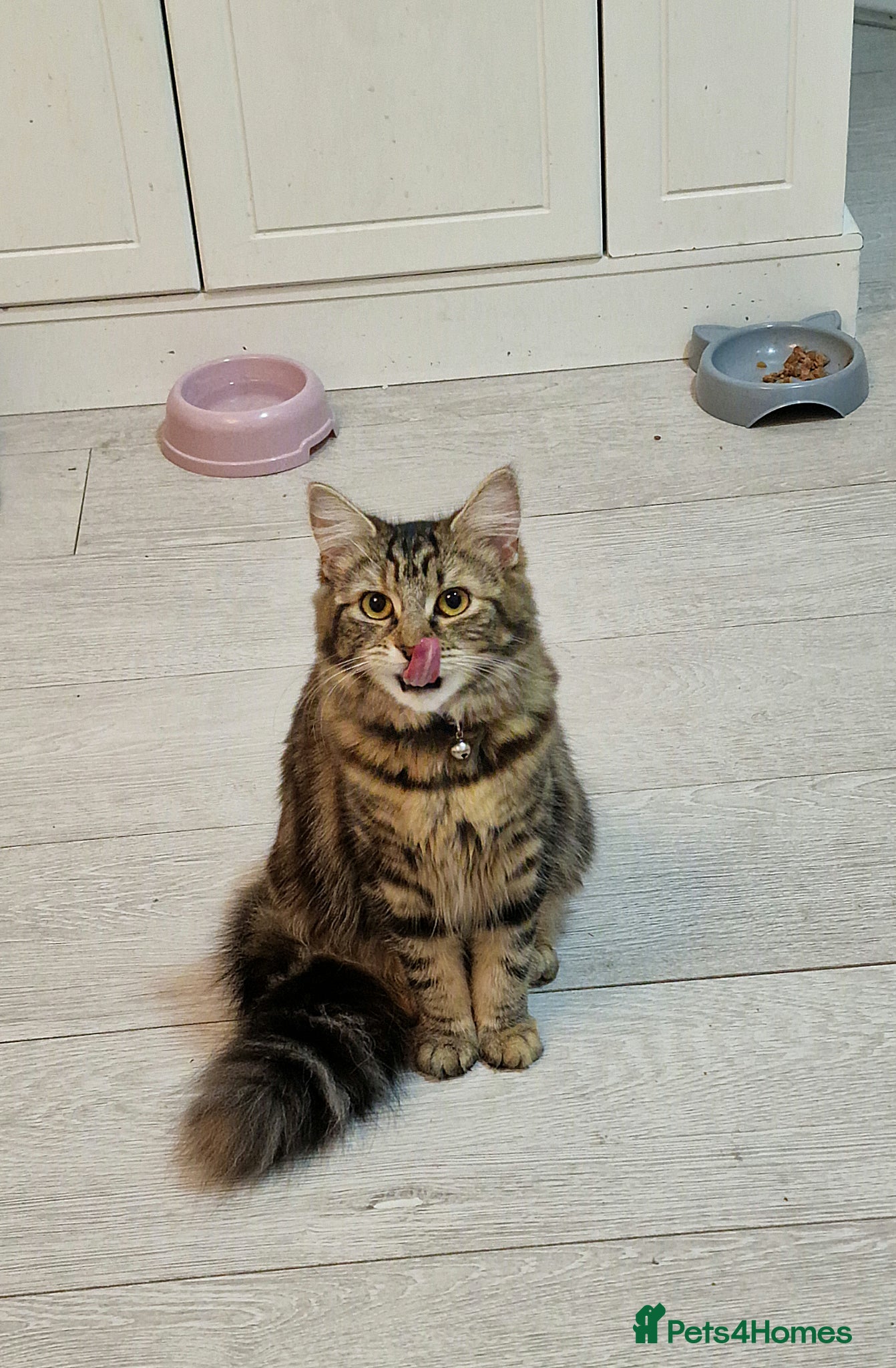 Maine Coon cats Mainecoon Girl 10 Months - Advert 1