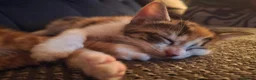 Mixed Breed cats for sale: Galaxy, B&W and Ginger lovely kittens READY TO GO - Advert 13