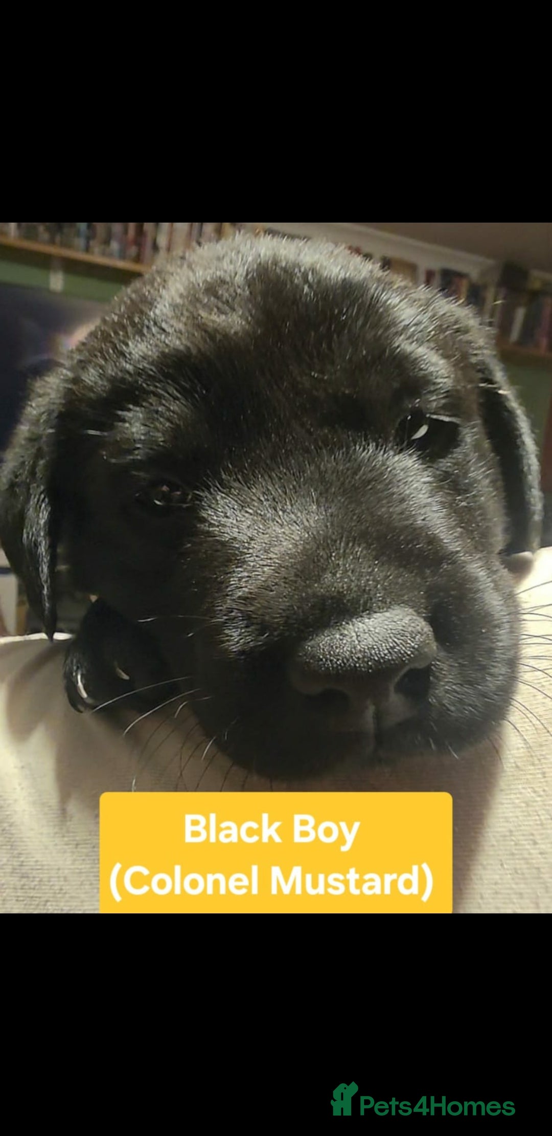 Labrador Retriever dogs for sale: Labrador Puppies for sale pedigree  - Image 8