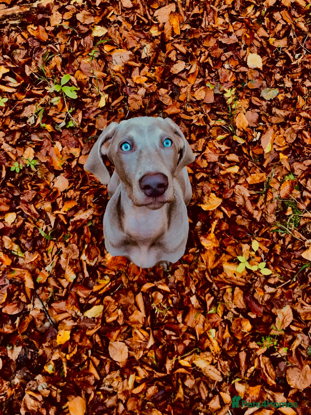 Weimaraner dogs for sale: HUNTER SPIRIT GUNDOGS - Advert 19