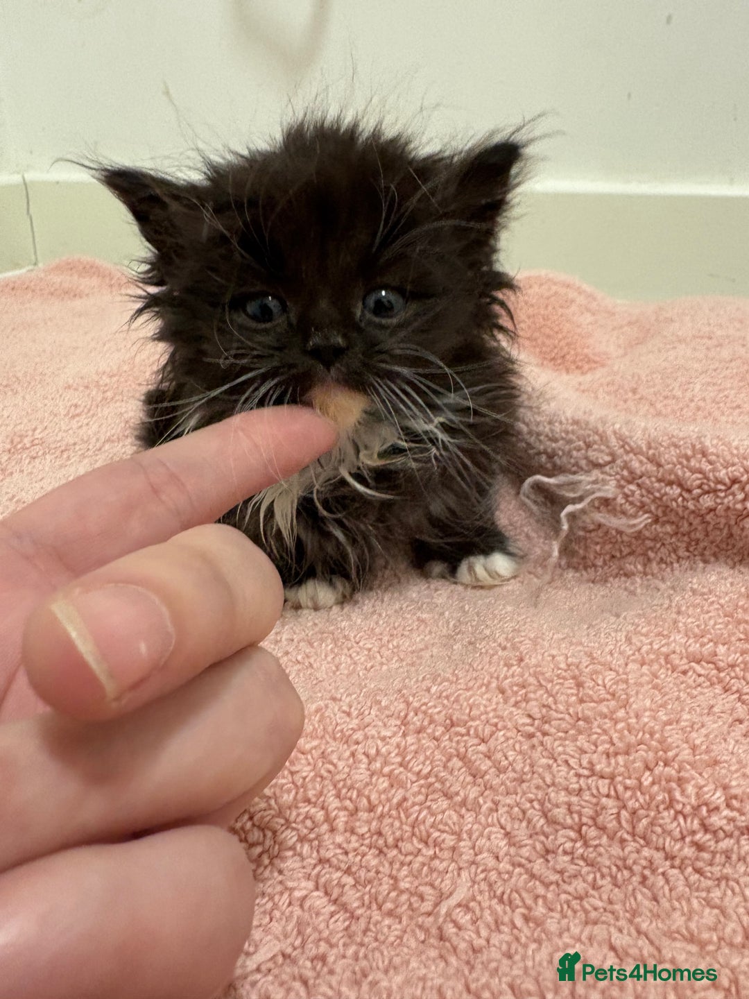 Munchkin cats for sale: Munchkin kittens  - Advert 3