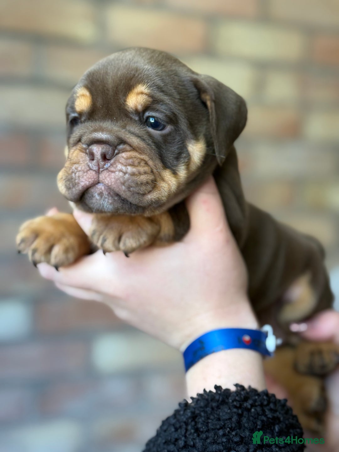 Mixed Breed dogs for sale: Bulldog de Bordeaux  - Image 7