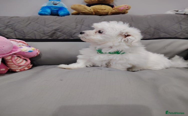 Maltese dogs - Advert 8