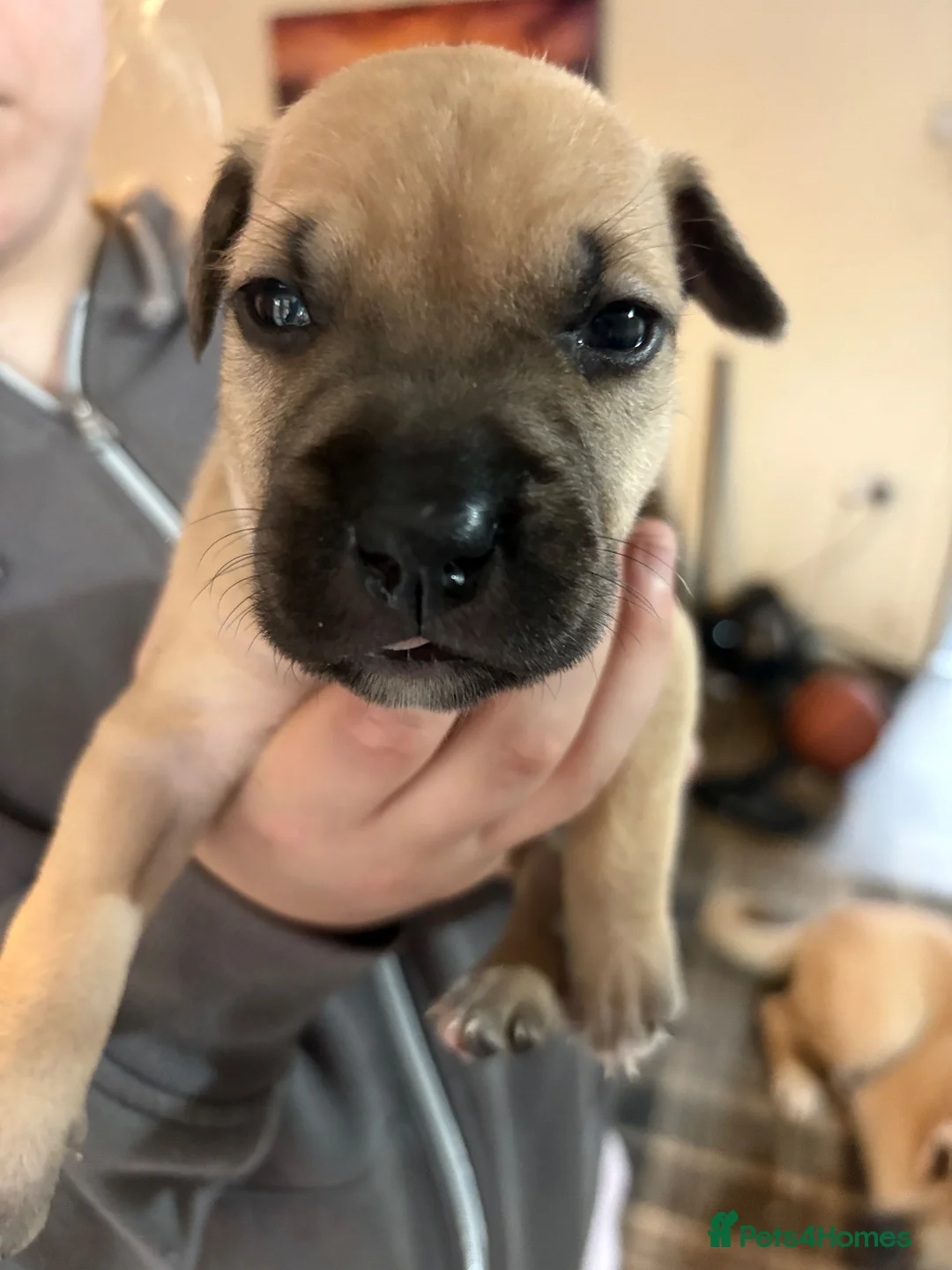 Mixed Breed dogs for sale: Presa Canario mixes in Warrington - Advert 2