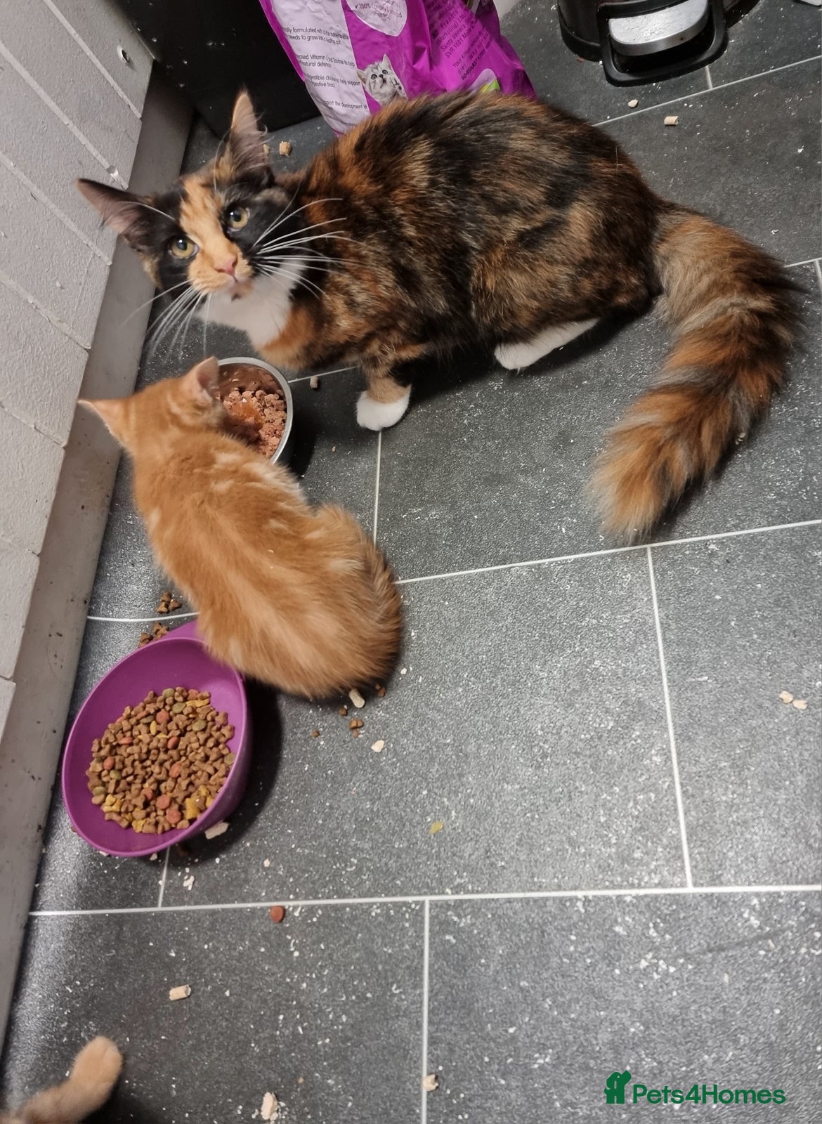 Mixed Breed cats Mixed breed kittens - Advert 2