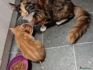 Mixed Breed cats Mixed breed kittens - Advert 2