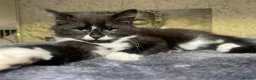 Norwegian Forest Cat cats for sale: Norwegian Forrest Cat mix bread  - Advert 8
