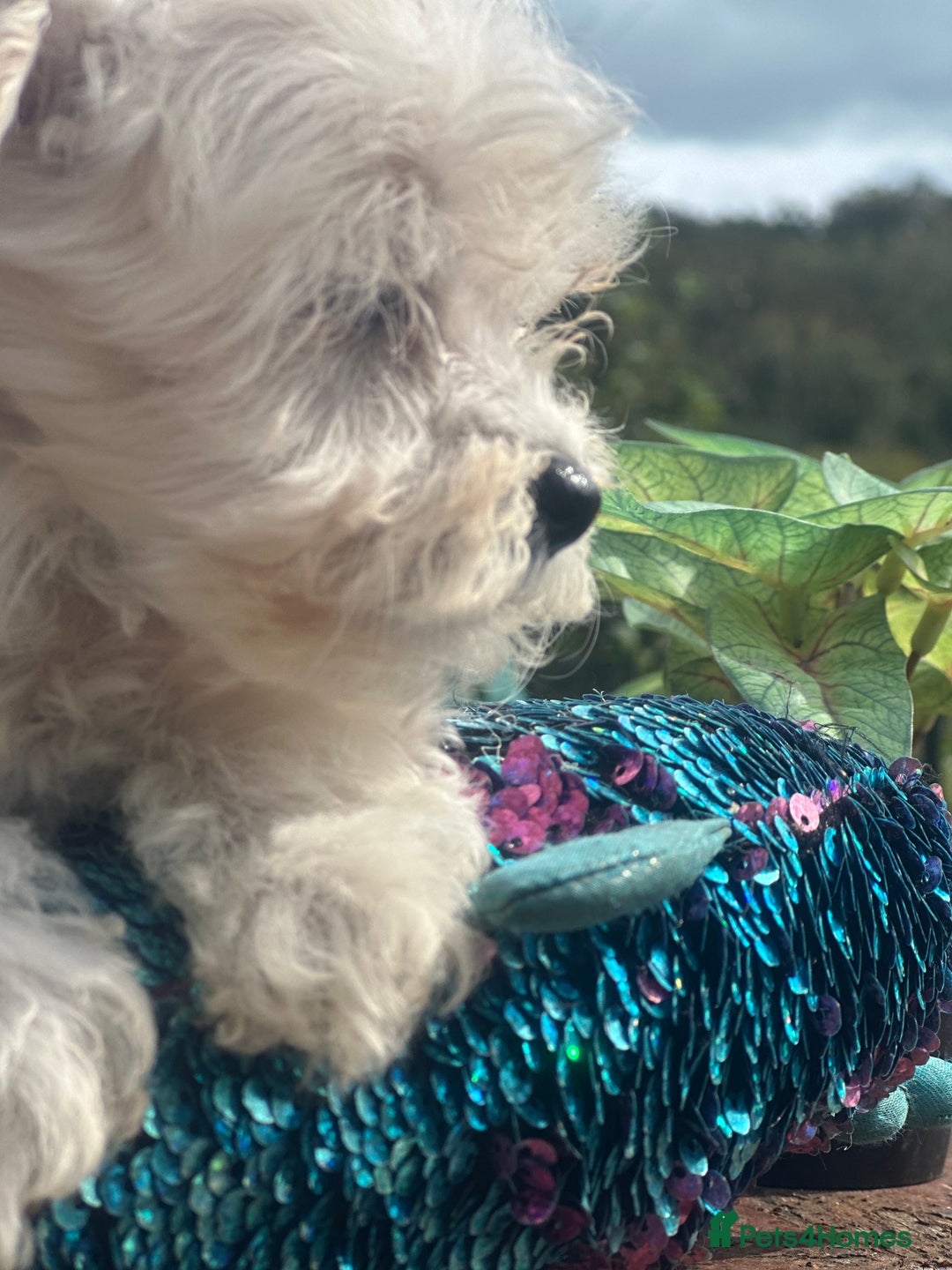 Maltipoo dogs for sale: F1 maltipoo - Image 27