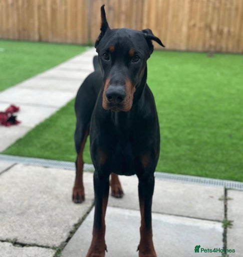 Gallery Image {{count}}