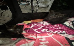 Mixed Breed cats for sale: 2 black tabby kittens  - Image 3