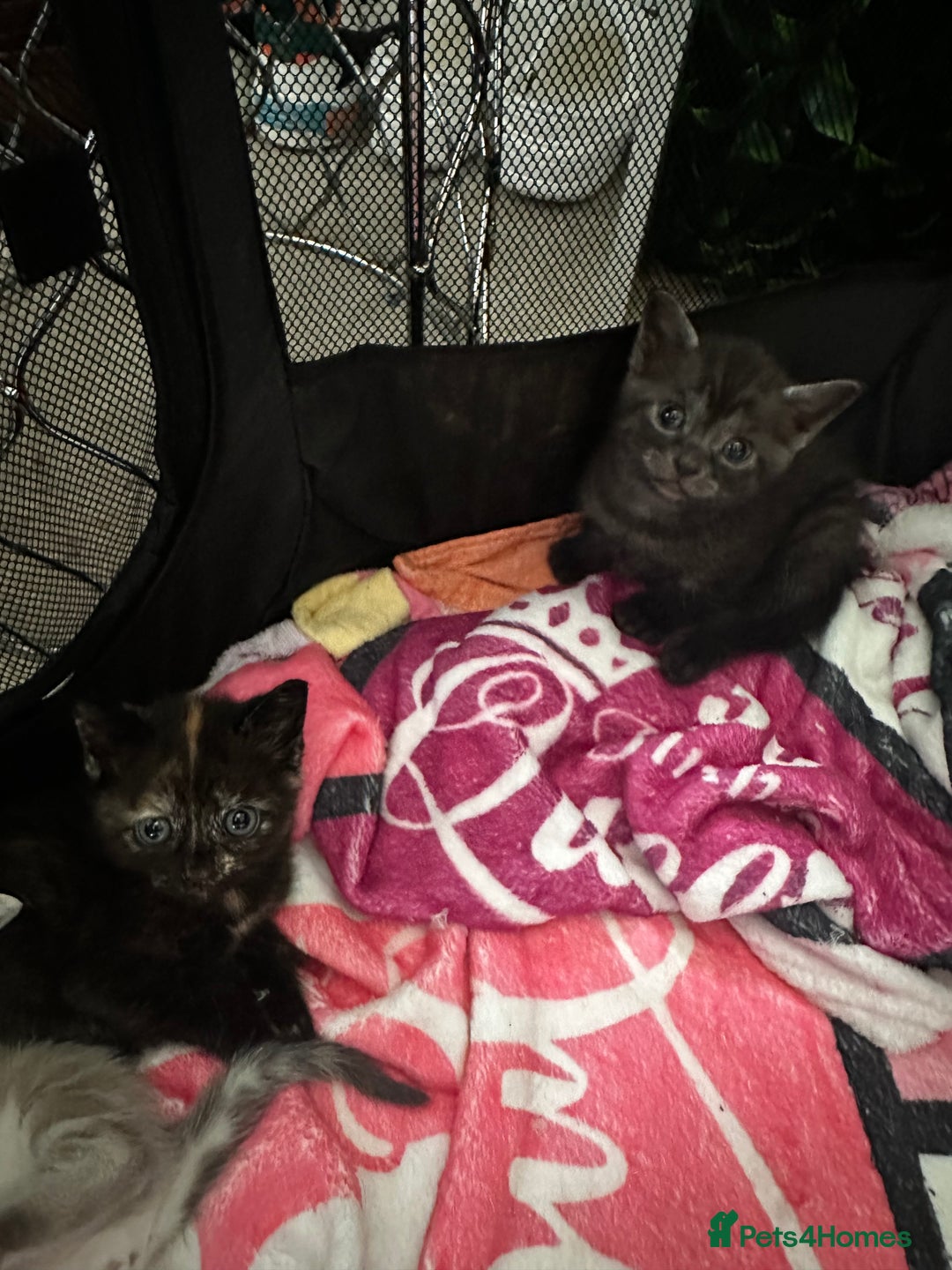 Mixed Breed cats for sale: 2 black tabby kittens  - Image 3