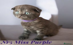 Scottish Fold cats for sale: 5 Full Pedigree Scottish Fold/Straight Kitens - Image 7