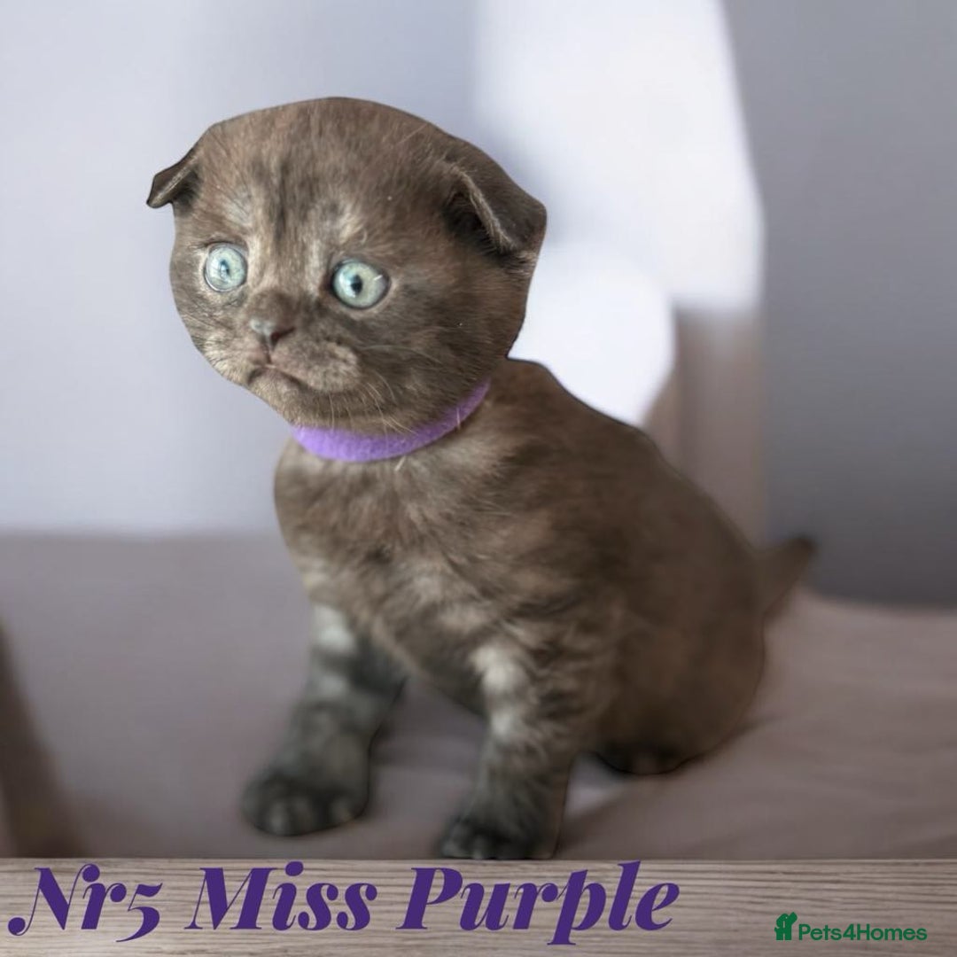 Scottish Fold cats for sale: 5 Full Pedigree Scottish Fold/Straight Kitens - Image 7