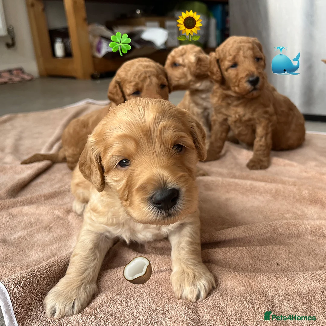 Mixed Breed dogs for sale: Australian Labradoodle Puppies (COMING SOON) - Advert 5