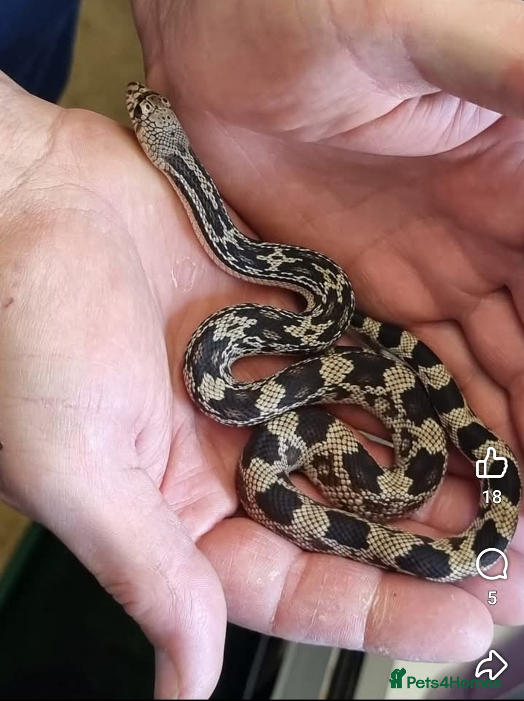 Snake reptiles Adult and baby northern pine snakes available  - Advert 3