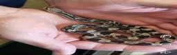 Snake reptiles for sale: Adult and baby northern pine snakes available  in Brighouse - Advert 1
