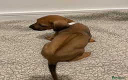 Rhodesian Ridgeback dogs for sale: Pedigree Ridgeback Puppies - READY FOR VIEWING in Scunthorpe - Image 32
