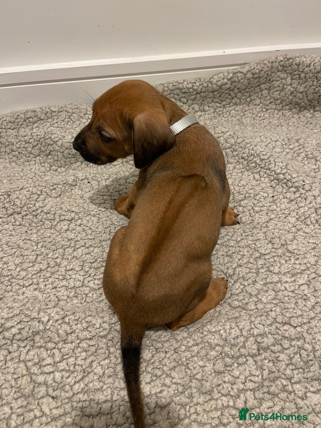 Rhodesian Ridgeback dogs for sale: Pedigree Ridgeback Puppies - READY FOR VIEWING in Scunthorpe - Image 32