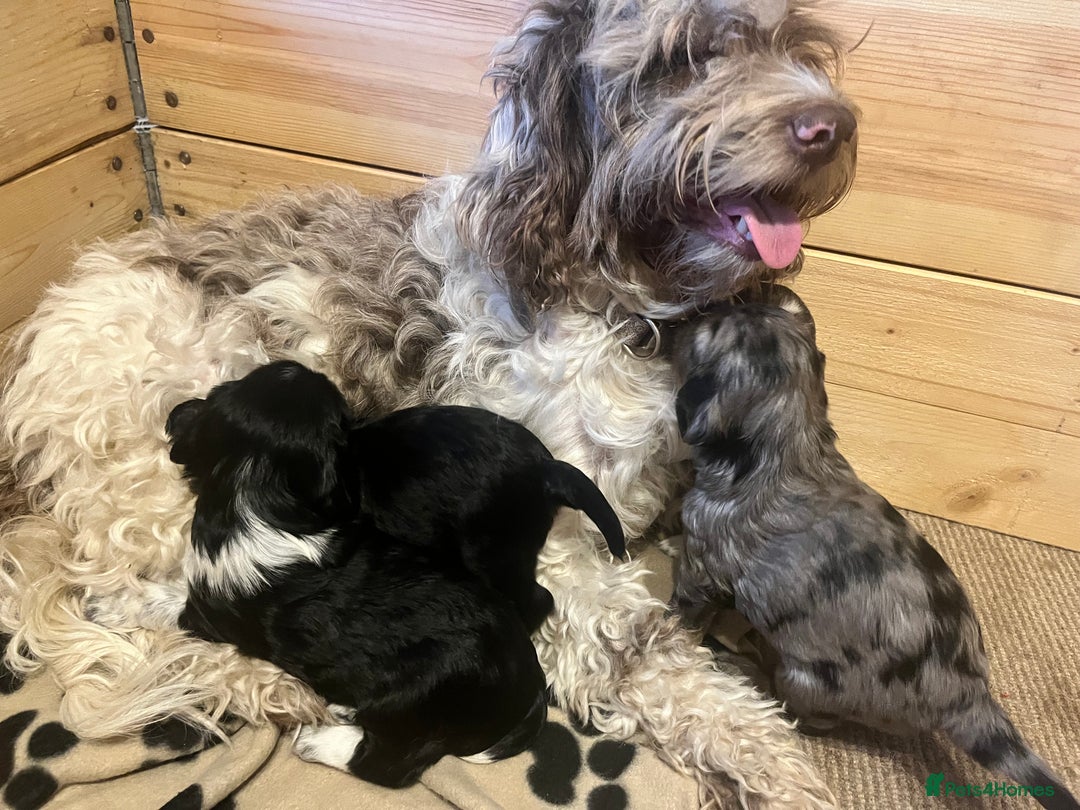 Mixed Breed dogs for sale: Seriously cute Cavapoo puppies - Image 7