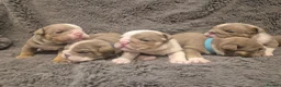 English Bulldog dogs for sale: ☆ showstopping stocky and Rare lilac tri pups ☆  - Advert 4