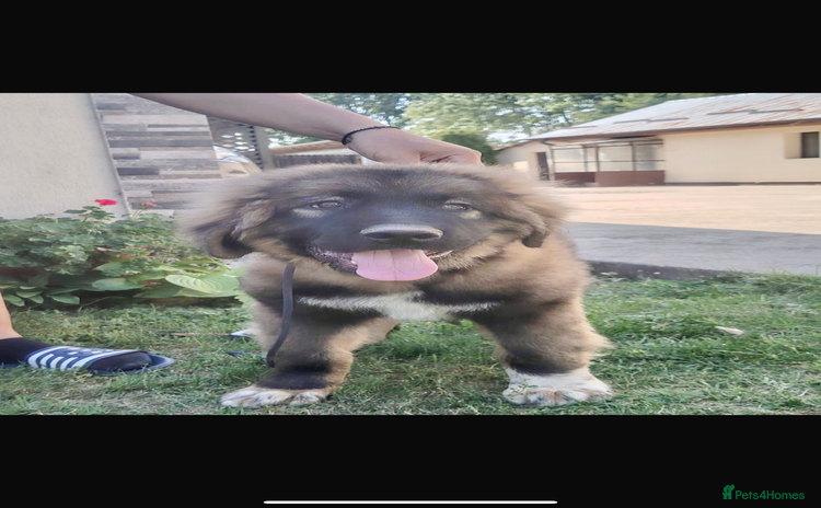 Caucasian Shepherd Dog dogs - Advert 1