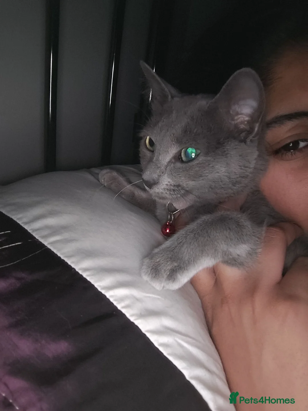 Russian Blue cats for sale: Female russian blue cat very affectionate  in Batley - Advert 4