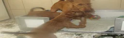 Irish Terrier dogs for sale: Outgoing puppies - Advert 4
