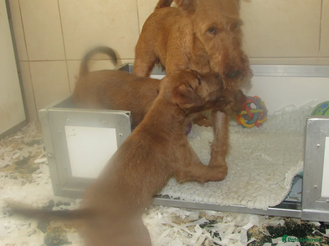 Irish Terrier dogs for sale: Outgoing puppies - Advert 4